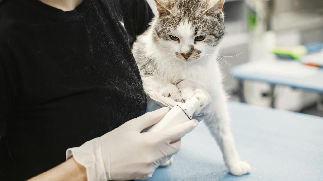 Zdjęcie do artykułu: Jak przyzwyczaić kota do wizyt u weterynarza